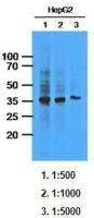 AKR1C1 antibody [AT6D10]
