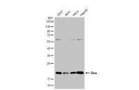 Bax antibody [N1N2], N-term