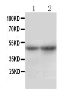 NTCP antibody