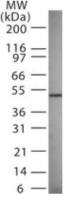 GABA A Receptor gamma 3 antibody