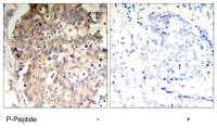SHP1 (phospho Tyr536) antibody
