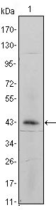 Integrin alpha 5 antibody [10F6]