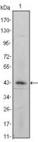 Integrin alpha 5 antibody [10F6]