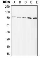 ZAP70 (phospho Tyr315) antibody