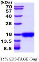 Mouse SCF protein (active)