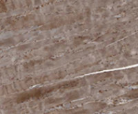 Agrin antibody [Agr-33]