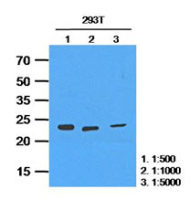 HPRT antibody [AT2G8]