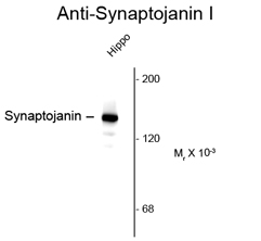 Synaptojanin 1 antibody [5H1]
