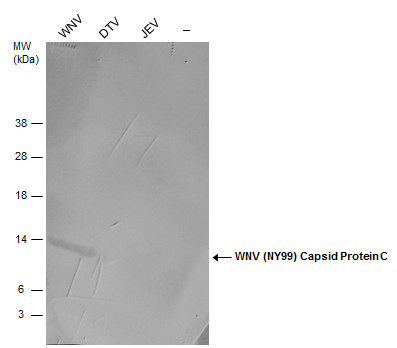 West Nile virus Capsid protein antibody