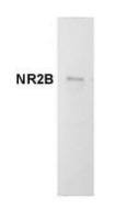 NMDAR2B antibody [NR2B]