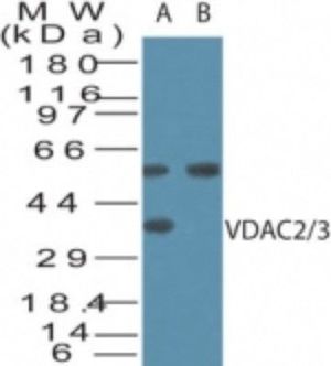 VDAC2/3 antibody