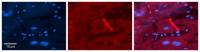 p22phox antibody, Internal