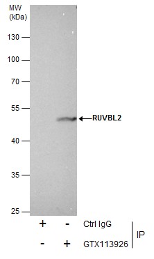 RUVBL2 antibody [N1C1]