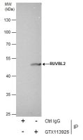 RUVBL2 antibody [N1C1]