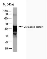 V5 tag antibody [SV5-Pk5]