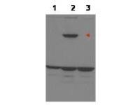 ASPP1 antibody