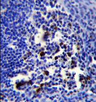 BOB1 antibody, N-term