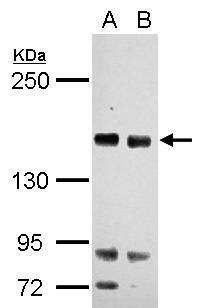 RASAL2 antibody [C2C3], C-term