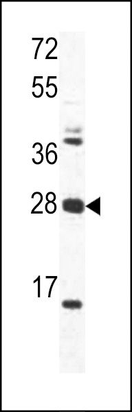 OAZ1 antibody, N-term