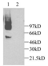 CX3CL1 antibody