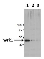 VRK1 antibody [5D1]