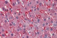 Frizzled 2 antibody, Internal