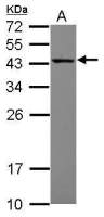 MRPS27 antibody