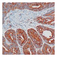 COX2 antibody [SP21]