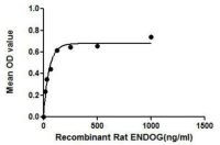 Rat EndoG protein, His and GST tag