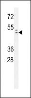 Rad9 (phospho Ser387) antibody