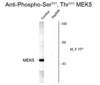 MEK5 (phospho Ser311/Thr315) antibody