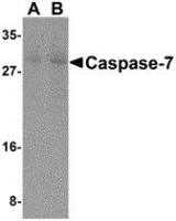 Caspase 7 antibody, N-term