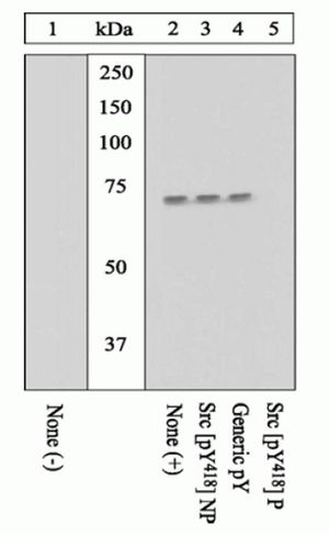 Src (phospho Tyr416) antibody