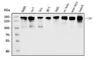 TJP2 antibody