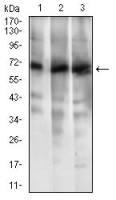 ABCG5 antibody [1B5E10]
