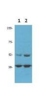 CDK9 antibody