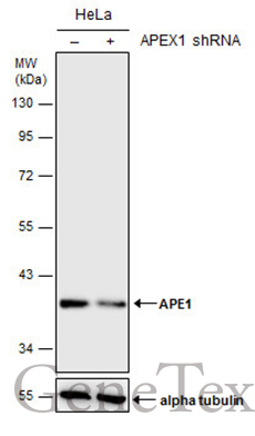 APE1 antibody