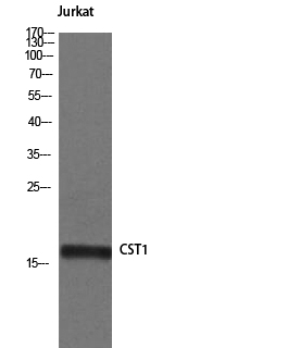 Cystatin SN antibody