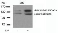 HDAC4 (phospho Ser246) + HDAC5 (phospho Ser259) + HDAC9 (phospho Ser220) antibody