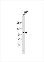 PARG antibody, C-term