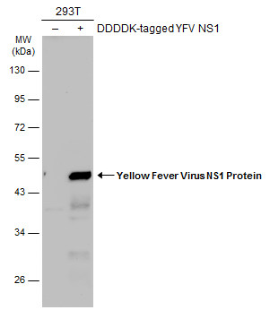 Yellow Fever virus NS1 Protein antibody