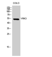 VRK3 antibody