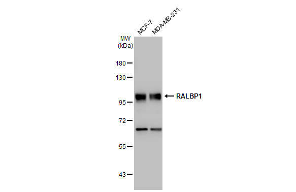 RALBP1 antibody [GT1337]