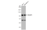 RALBP1 antibody [GT1337]