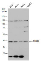 PSMD7 antibody