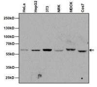 Nucleoporin p62 antibody [RL31]