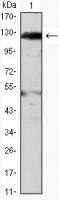 JAK2 antibody [1C1]