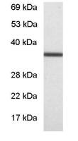 GNB1 antibody