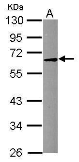 ASM antibody