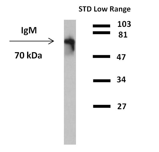 Mouse Anti-Human IgM (Fc) antibody [CH2] (HRP)